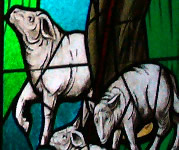 sheep